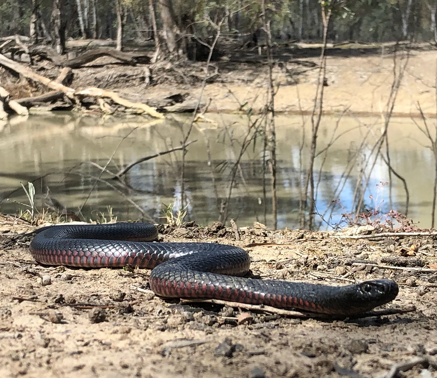 Red-bellied black snake. Photo credit: Damian Michael