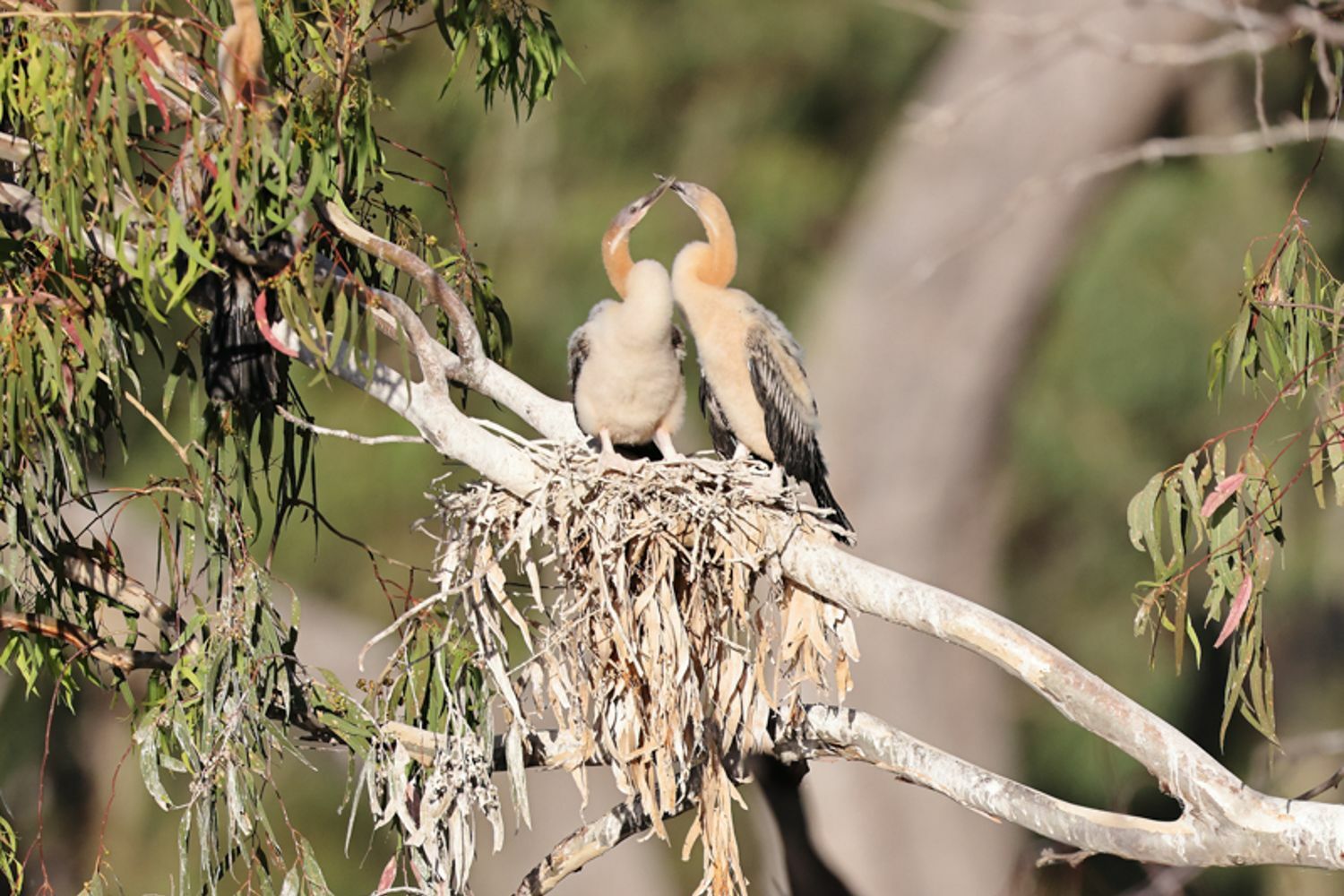 Australasian Darters as part of the waterbird colony at Brewster weir pool. Photo credit, Warren Chad