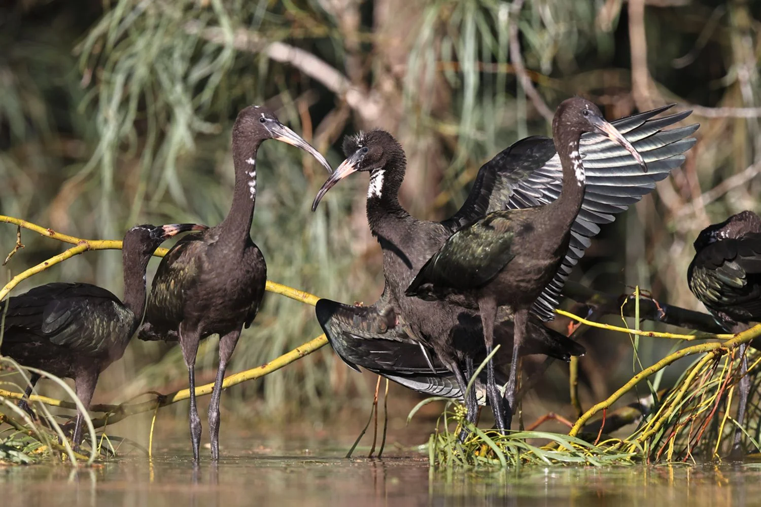 Glossy ibis at the inflow wetland to Ballyroggan (Lake Brewster). Photo credit, Warren Chad