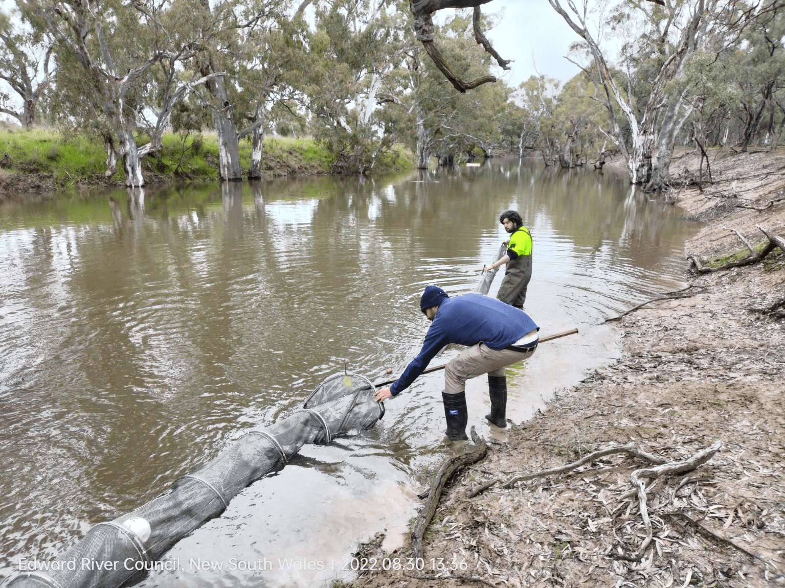John Trethewie and Jack Hamilton retrieve a Fyke Net from a river.