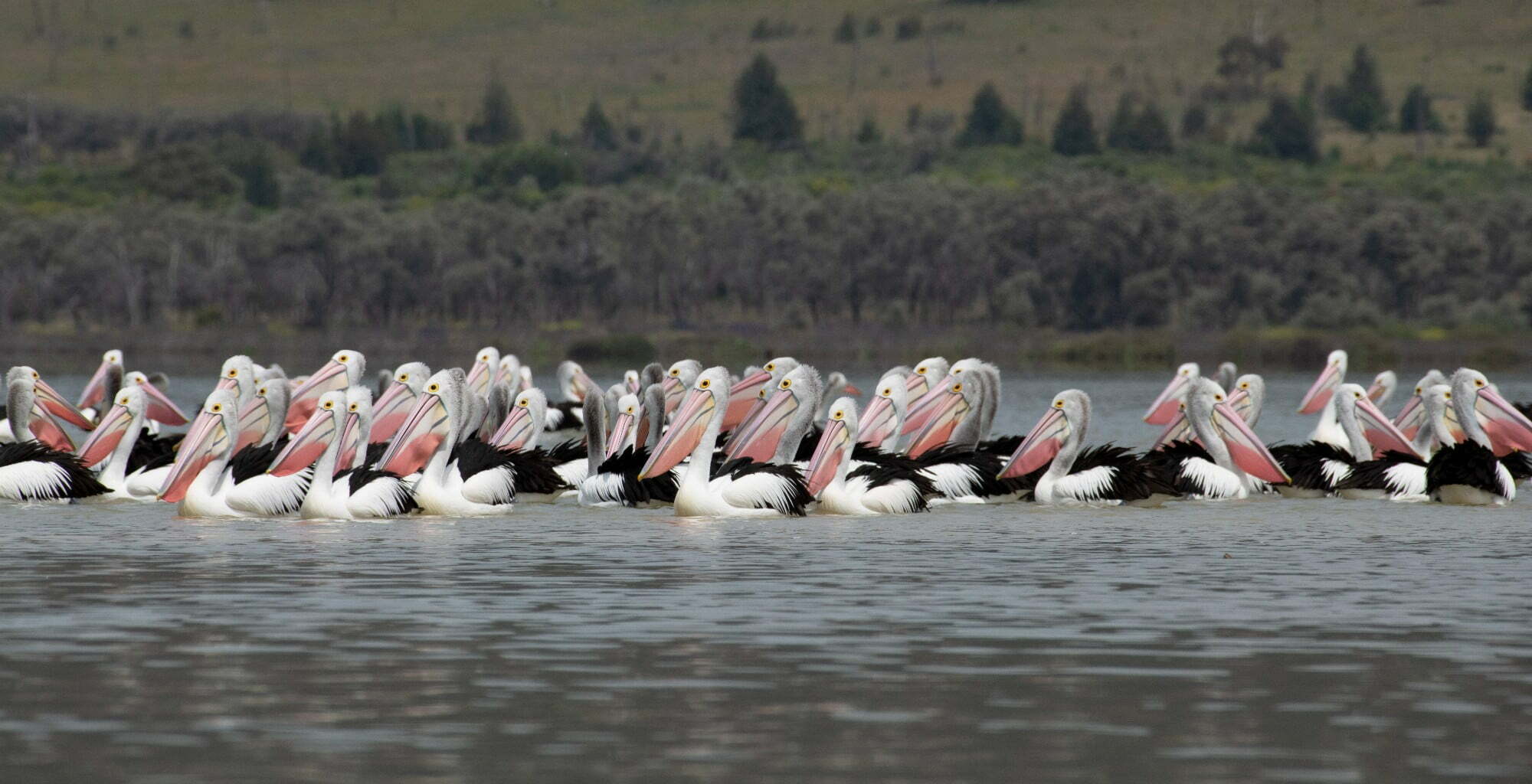 Pelican colony on the water at Ballyroggan (Lake Brewseter). Photo credit: Mal Carnegie