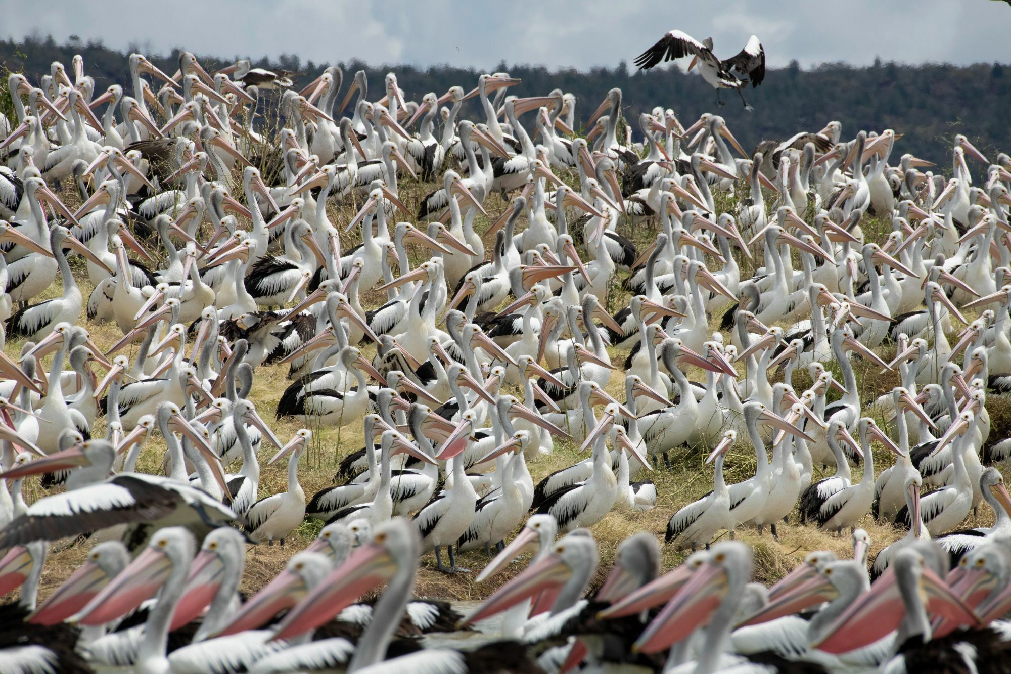 Pelican colony at Ballyroggan (Lake Brewseter). Photo credit: Mal Carnegie