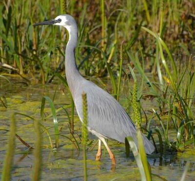 A White-faced Heron stalks the wetlands on a bright sunny day. Photo credit: Bob Winters, Grasslands Victoria.