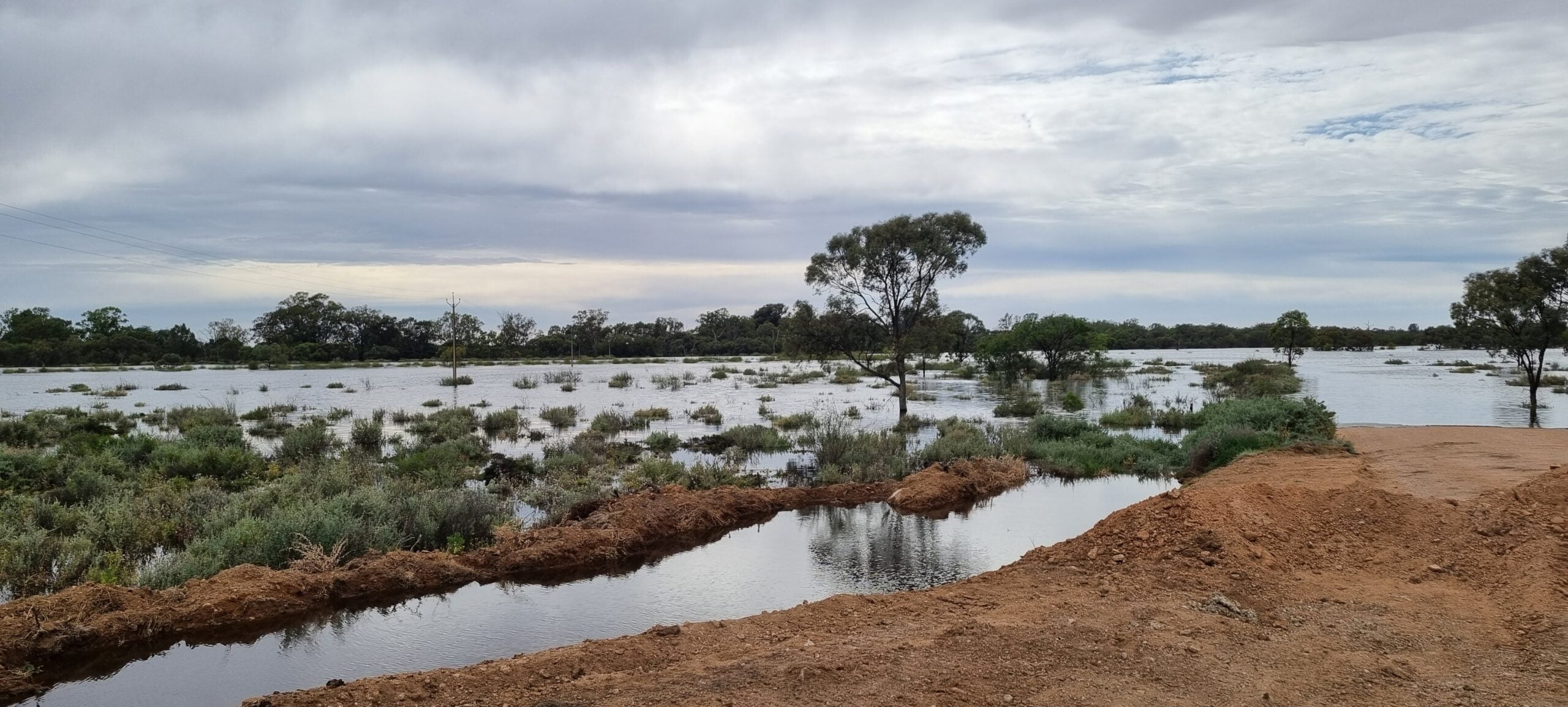 A floodplain near Renmark is inundated with water under a grey, overcast sky. A single tree can be seen standing in the centre of the floodplain.