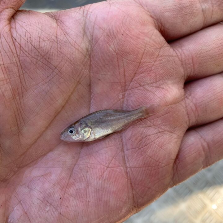 Juvenile golden perch collected near Lock 6 in April 2022, after a high flow period.