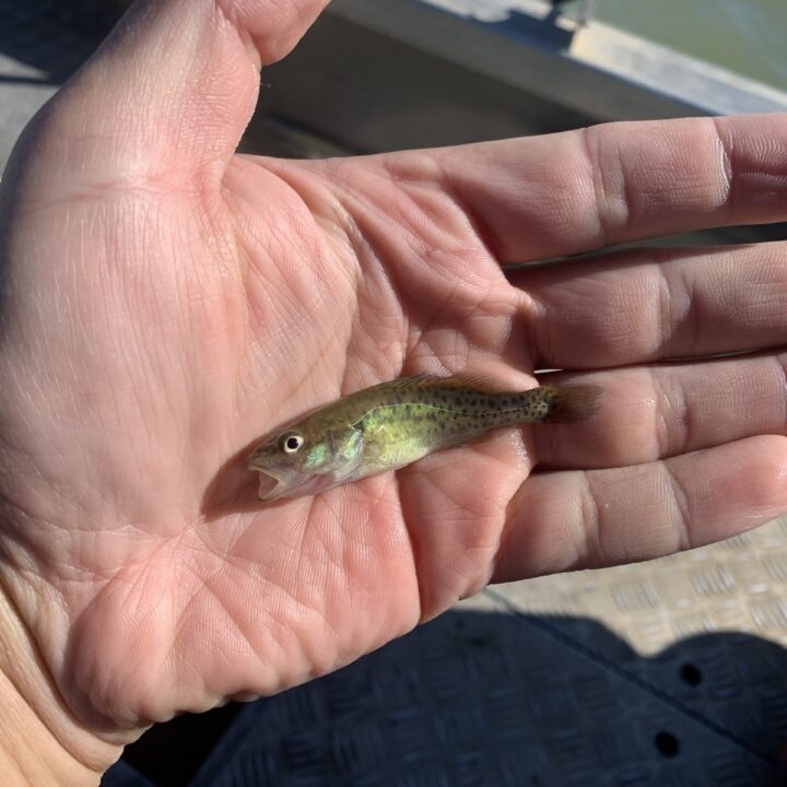 Juvenile Murray cod collected in a fast-flowing area of the river near Lock 4 in February 2021.