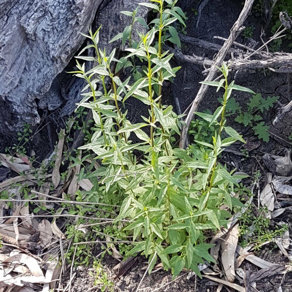 Mentha australis