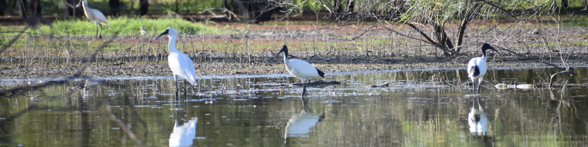 Figure 1 Royal spoonbill (left) and Australian white ibis (right) foraging in a temporary warrambool that adjoins the Gwydir Warrambools. Photo credit Tamara Kermode.