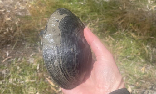 freshwater mussel