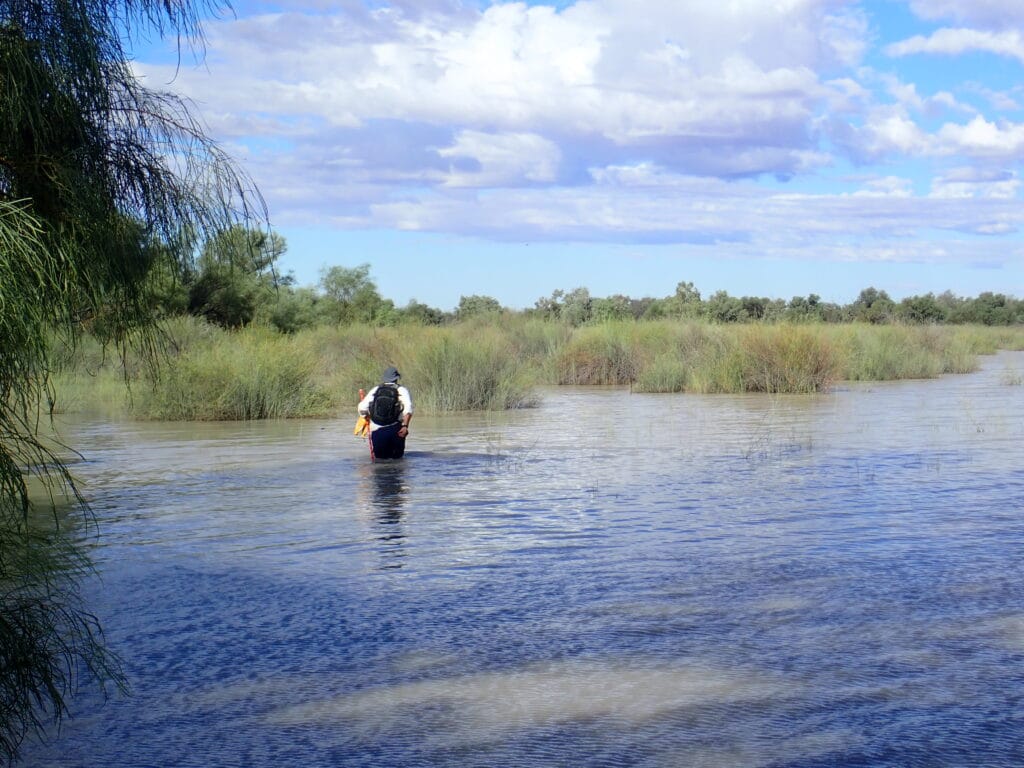 Figure 2 Mark Southwell wading through an inundated Warrego towards a lignum monitoring site in March 2020. Photo credit Ben Vincent.