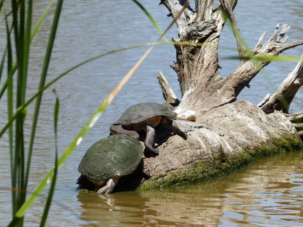 Turtles making the most of the Gingham Waterhole 2015-16.